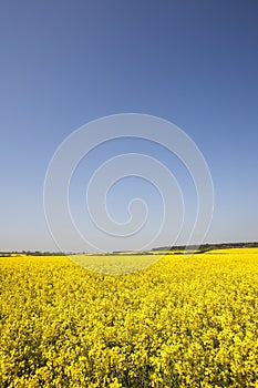 Field of yellow oil seed rape.