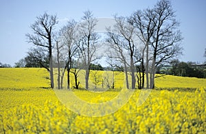 Field of yellow oil seed rape on flower. UK agriculture