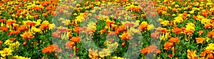 Field of Yellow and Orange