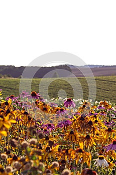 Field with yellow and pink flowers. Rudbeckia, Echinacea. Summer landscape, sunny day. Postcard, photo, macro photo