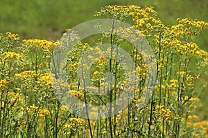 Field of yellow ragwort flowers on green stems, close-up