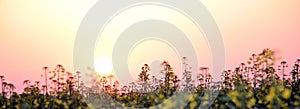 Field of yellow rape, colza flowers in sunrise light