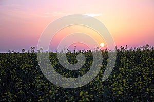 Field of yellow rape, colza flowers in sunrise light