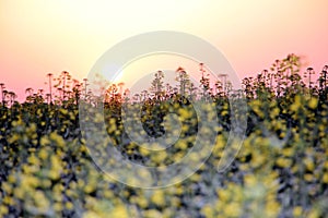 Field of yellow rape, colza flowers in sunrise light