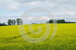 Field of yellow rapeseed agriculture