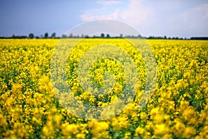 A field of yellow rapeseed flowers