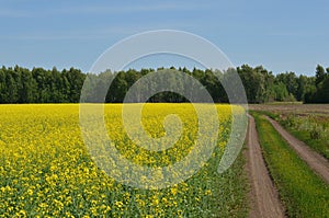 Field of yellow rapeseed flowers, country road, green trees forest and blue sky