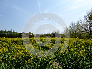 A field of yellow rapeseed flowers