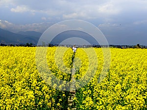 A field of yellow rapeseed flowers