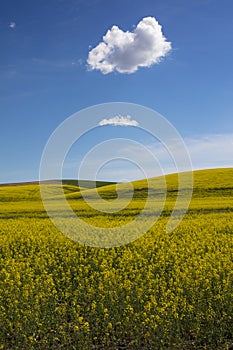 Field of yellow rapeseed Palouse region of Washington State United States of America