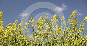 field of yellow rapeseed and sky
