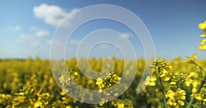 field of yellow rapeseed and sky