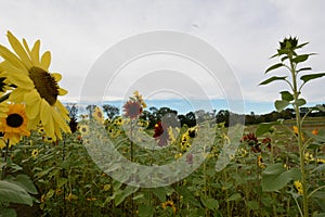 Field of yellow and red sunflowers underneath a cloudy sky in early fall