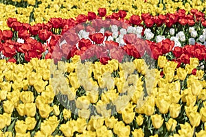 Field of yellow and red tulips Floral background Tulip spring flowers concept