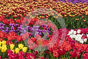 Field of yellow and red tulips Floral background Tulip spring flowers concept