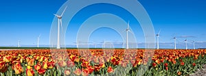 field with yellow red tulips near wind turbines in holland under blue sky