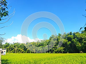 A field of yellow ricefiled with a blue sky and a tree in the background