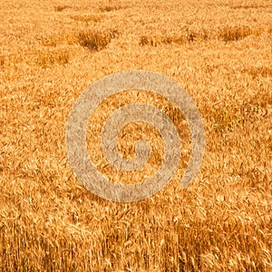 Field of yellow and ripe wheat in sunlight, wheat field at harvest time