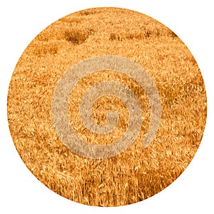 Field of yellow and ripe wheat in sunlight, wheat field at harvest time