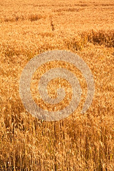 Field of yellow and ripe wheat in sunlight, wheat field at harvest time