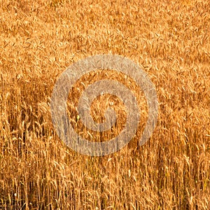 Field of yellow and ripe wheat in sunlight, wheat field at harvest time