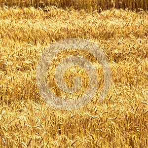 Field of yellow and ripe wheat in sunlight, wheat field at harvest time