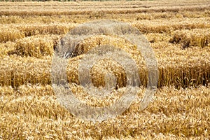 Field of yellow and ripe wheat in sunlight, wheat field at harvest time