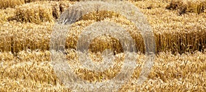 Field of yellow and ripe wheat in sunlight, wheat field at harvest time