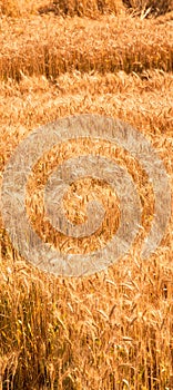 Field of yellow and ripe wheat in sunlight, wheat field at harvest time