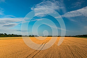 Field with Yellow ripening magnificent wheat against the blue sky with a farmhouse near the forest