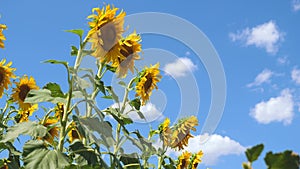 A field of yellow sunflower flowers against a background of clouds. A sunflower sways in the wind. Beautiful fields with