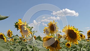 A field of yellow sunflower flowers against a background of clouds. A sunflower sways in the wind. Beautiful fields with