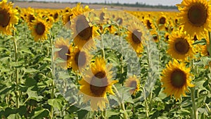 A field of yellow sunflower flowers against a background of clouds. A sunflower sways in the wind. Beautiful fields with