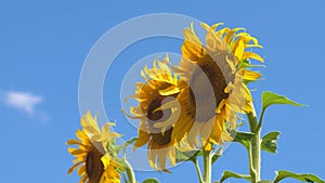 A field of yellow sunflower flowers against a background of clouds. A sunflower sways in the wind. Beautiful fields with