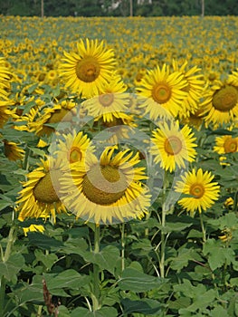 A field of yellow sunflowers