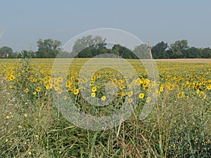 A field of yellow sunflowers