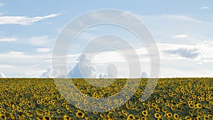 Field of yellow sunflowers against a blue cloudy sky