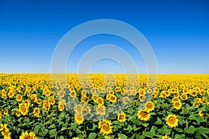 Field of yellow sunflowers against the blue sky