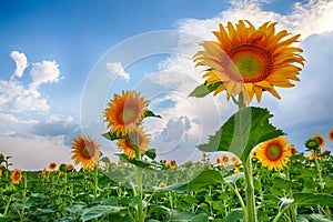 Field of yellow sunflowers against the blue sky