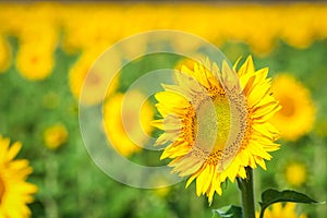 Field of yellow sunflowers