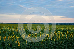 A field with yellow sunflowers on a sky background with clouds. Early morning