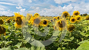 Field of yellow sunflowers on sunny day with blue sky and white clouds