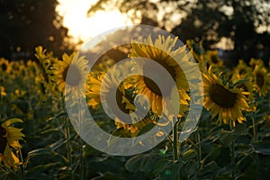 Field of yellow sunflowers with sunset. close-up