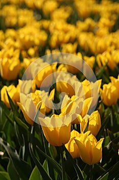 Field of yellow tulips