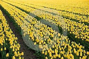 Field with yellow tulips