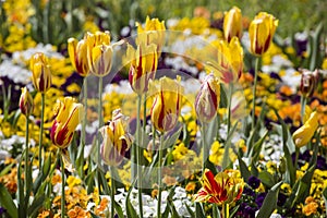 Field of Yellow Tulips