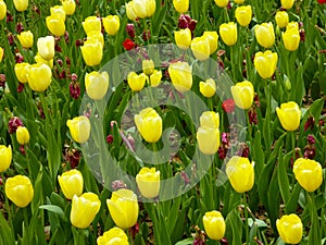 A field of yellow tulips blooming in early spring