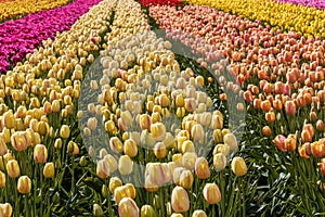 A field of yellow tulips country farm