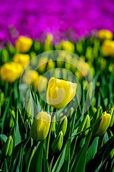 Field of yellow tulips in Holland , spring time colourful flowers