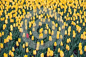 Field of yellow tulips and one red tulip